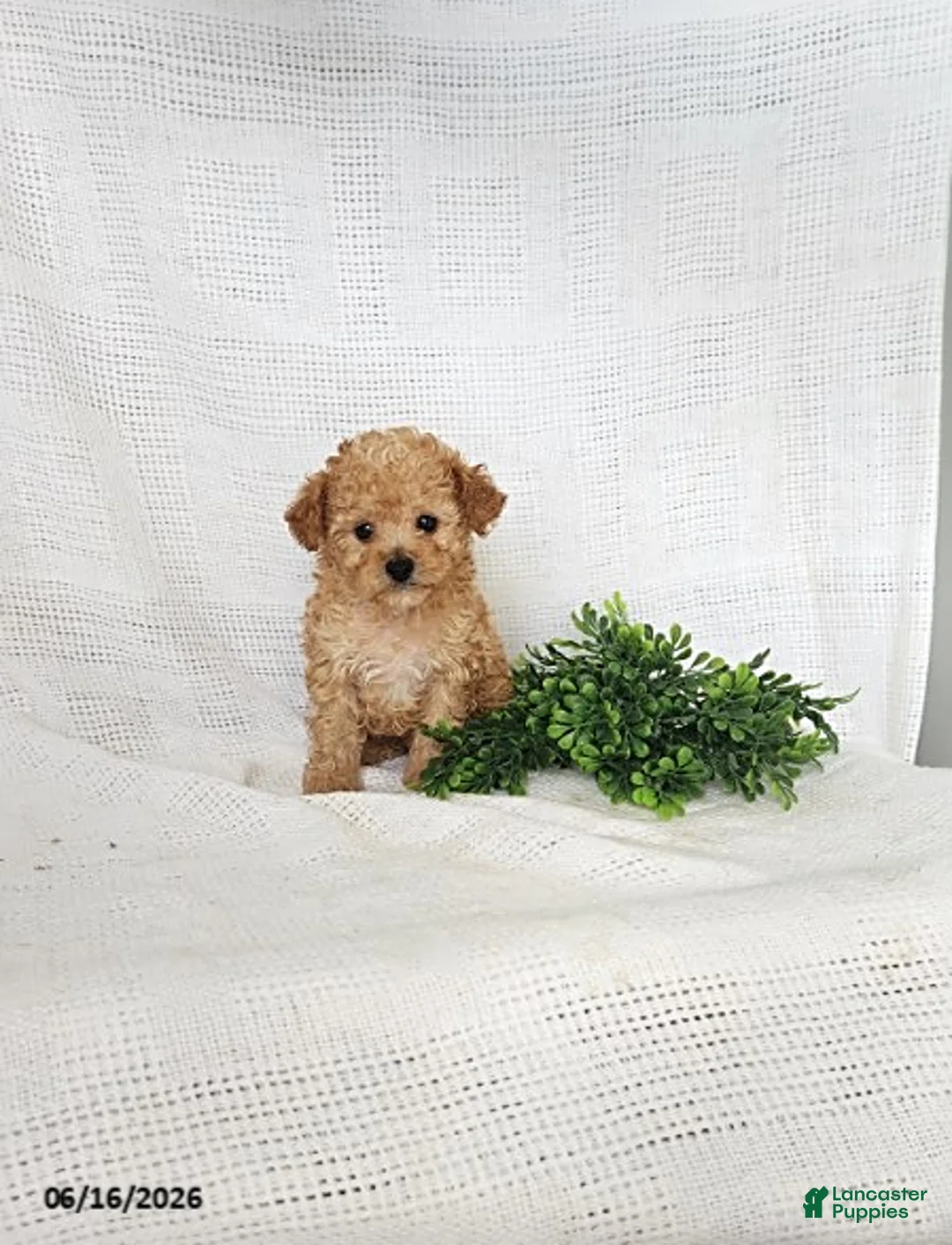 Toy Poodle dogs for sale: Copper - Ad 1