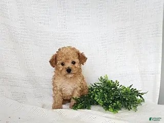Toy Poodle dogs for sale: Copper - Ad 1