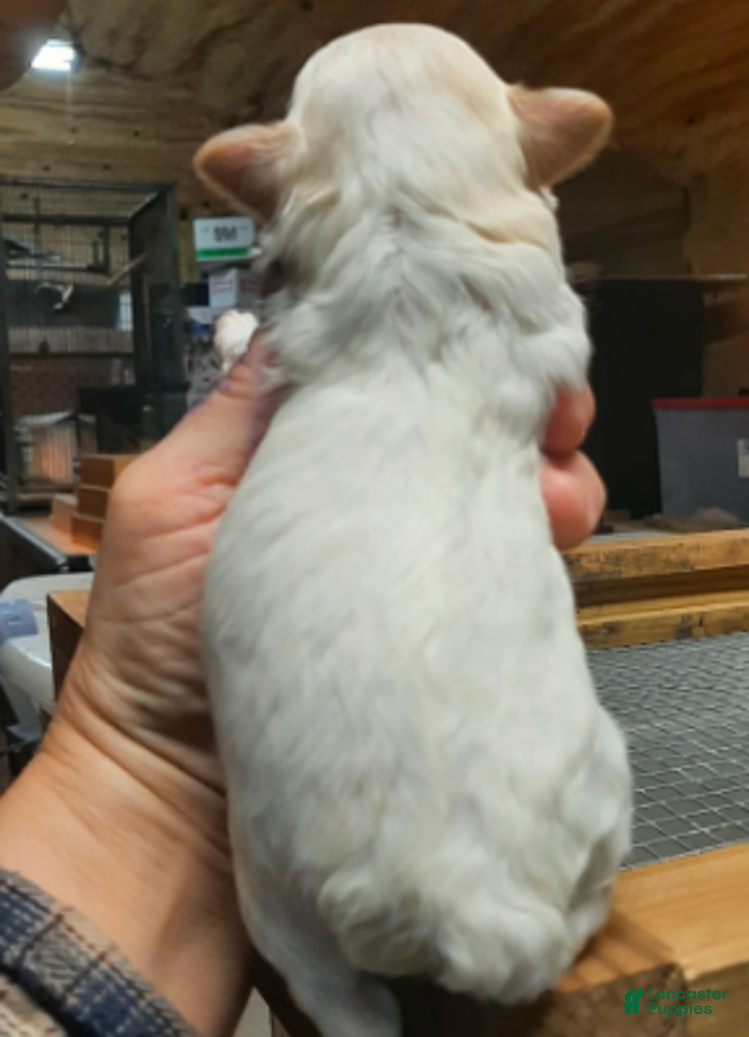 Shihpoo dogs for sale: White Boy - Ad 1