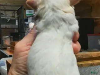 Shihpoo dogs White Boy - Ad 15