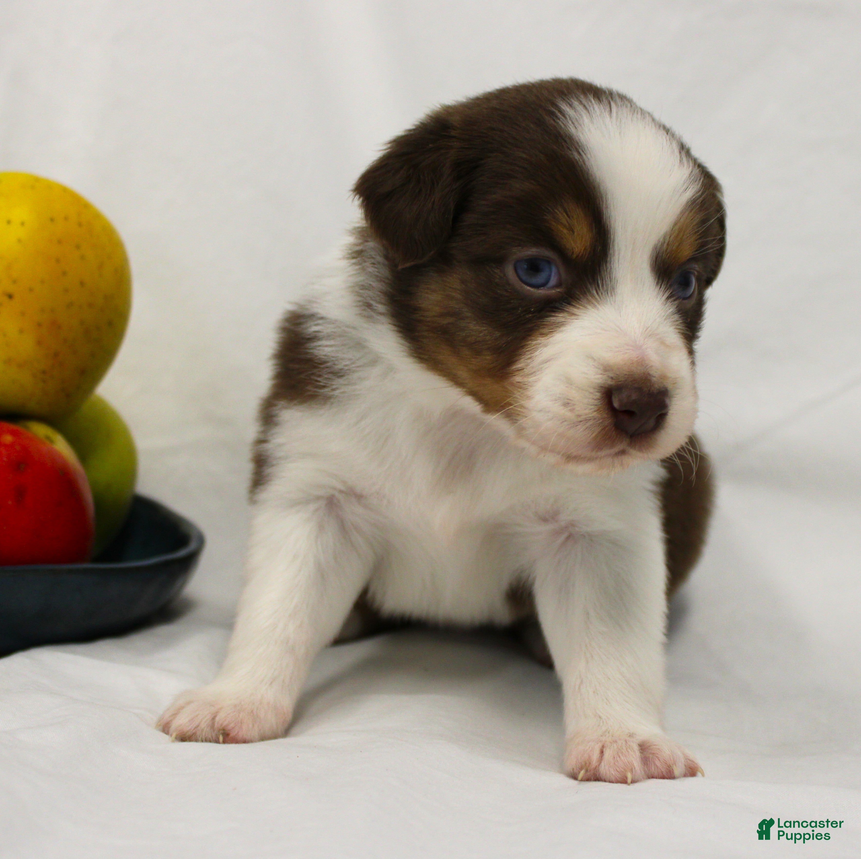 Australian Shepherd dogs Rose - Ad 1