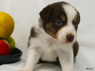 Australian Shepherd dogs for sale: Rose - Ad 1