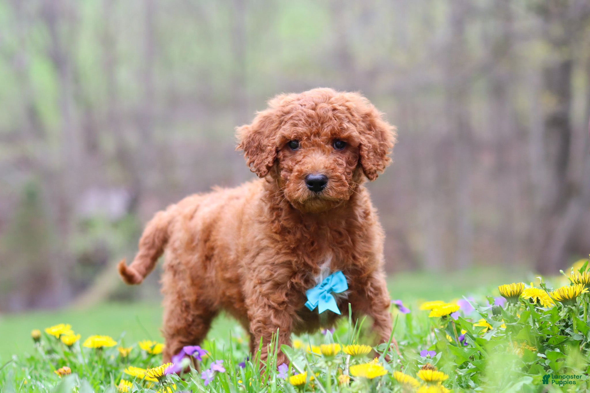 Standard Poodle dogs Max - Ad 2