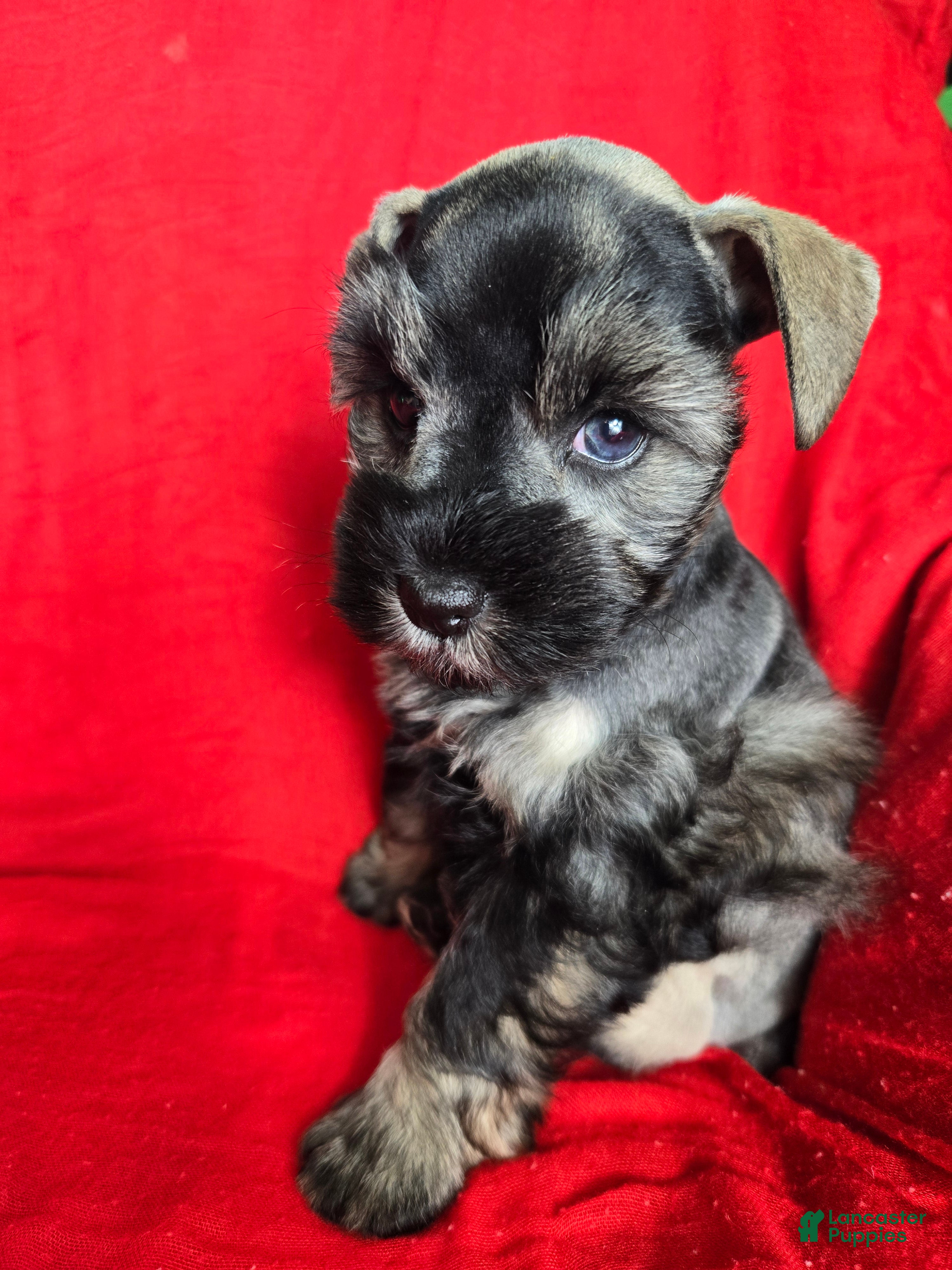 Miniature Schnauzer dogs Lucy - Ad 1