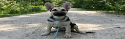 German Shepherd dogs for sale: Brooklynn  - Ad 4