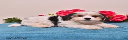 Yorkiepoo dogs for sale: Rico  - Ad 4