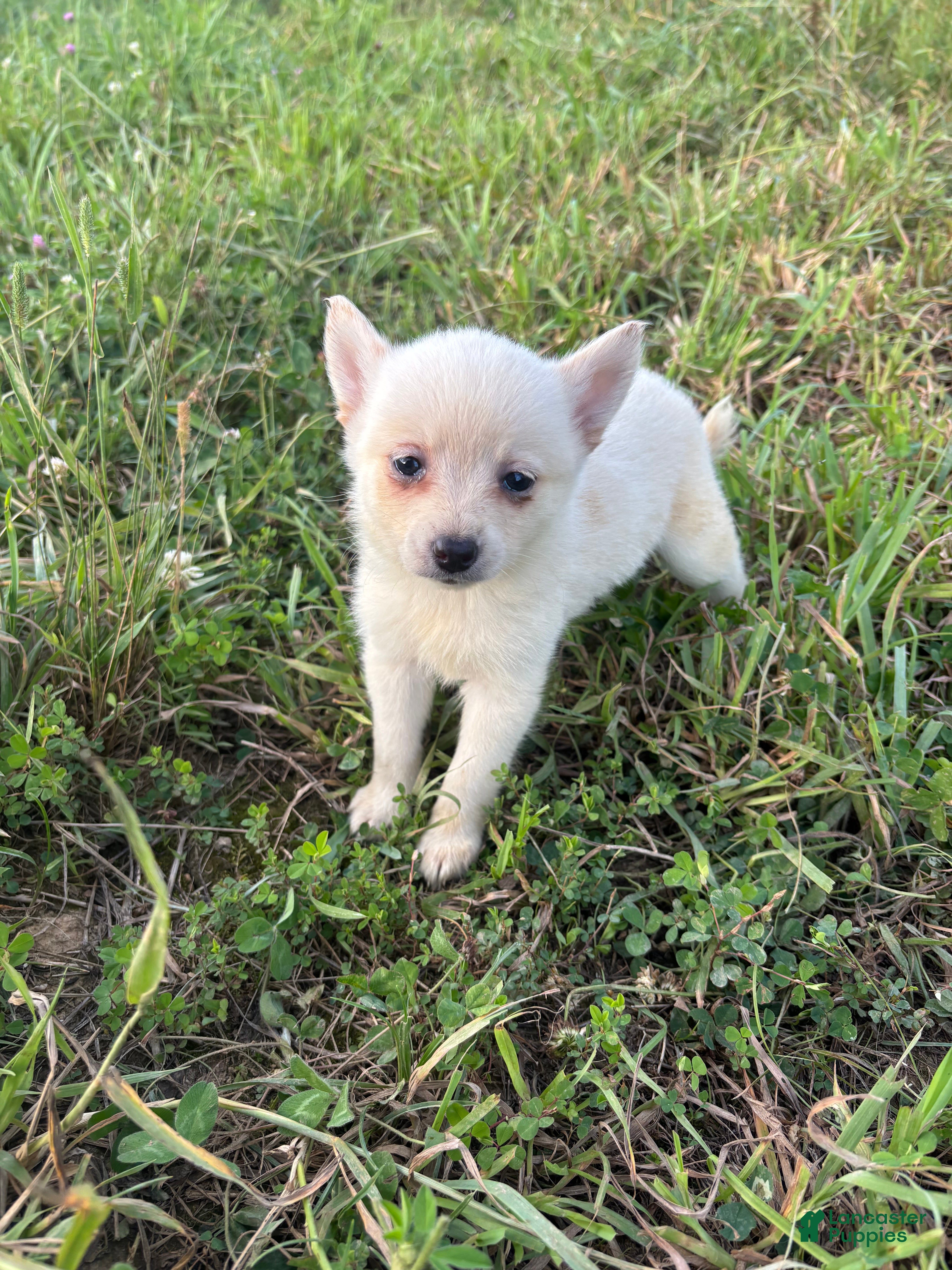 Pomsky dogs Lilah - Ad 19