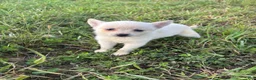 Pomsky dogs for sale: Lilah - Ad 1