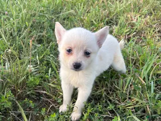 Pomsky dogs Lilah - Ad 19
