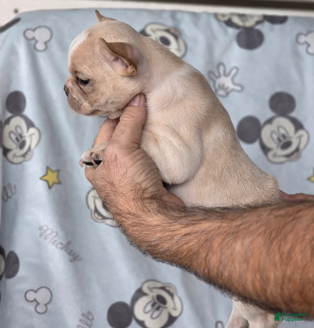 French Bulldog dogs for sale: Jill - Ad 2