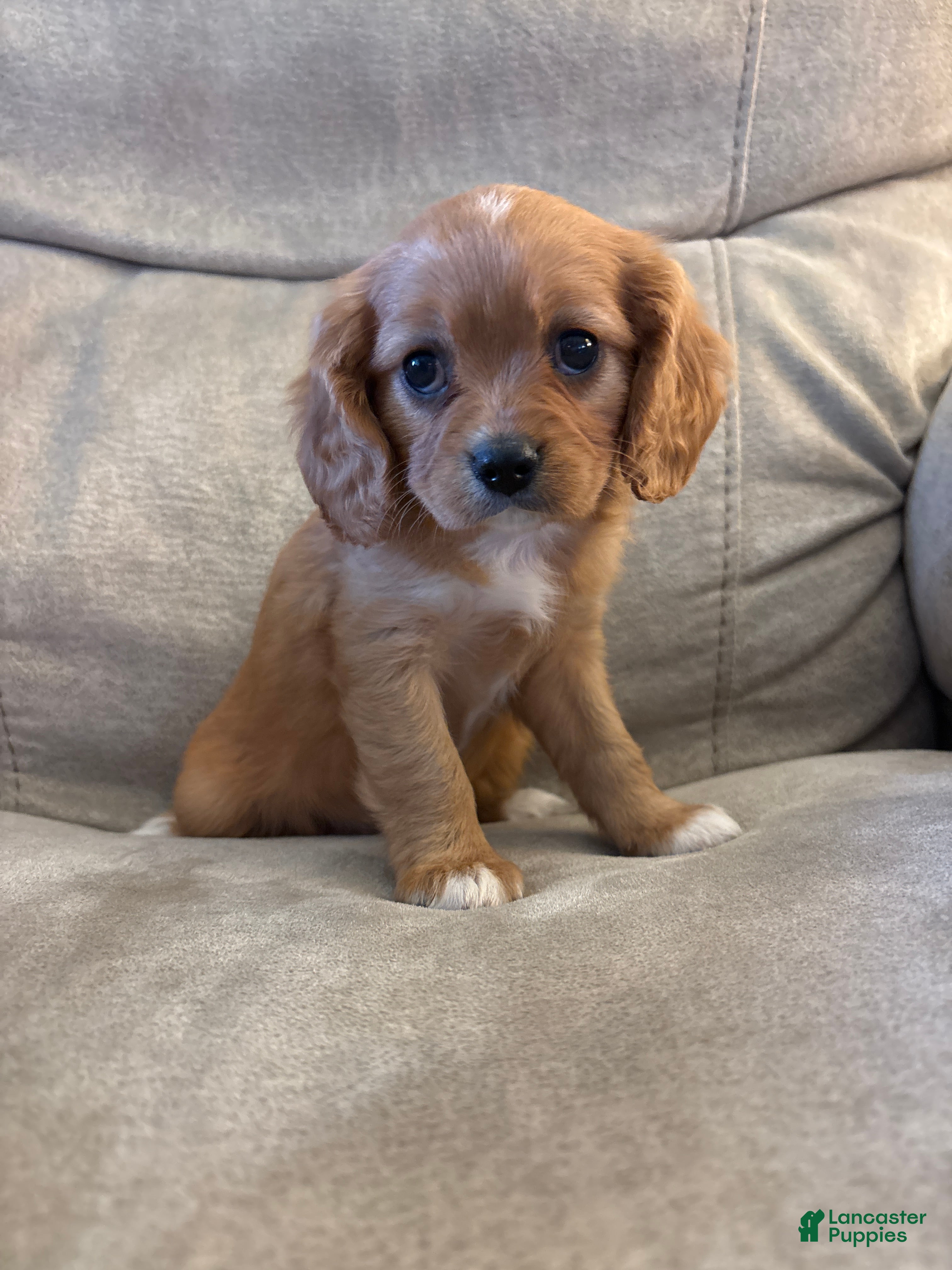 Mixed Breed dogs Charlette - Ad 1