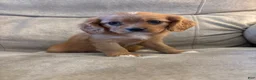 Mixed Breed dogs for sale: Charlette - Ad 1
