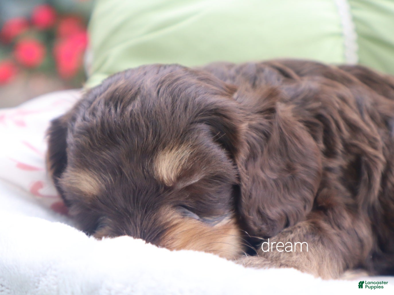 Cavapoo dogs Anza - Ad 2