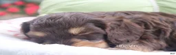 Cavapoo dogs for sale: Anza - Ad 2