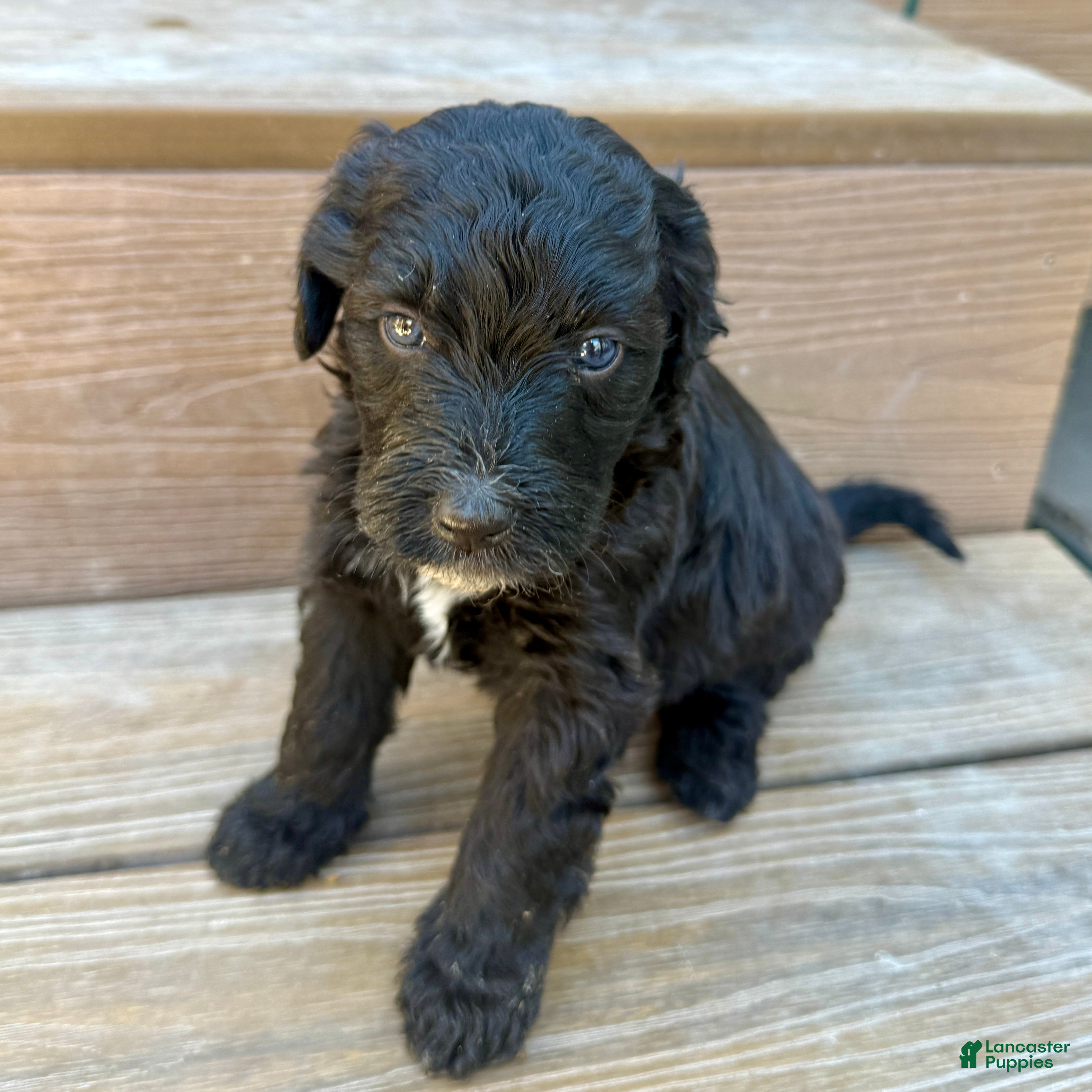 Bernedoodle dogs Sabrina - Ad 1