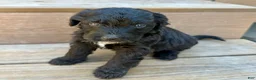 Bernedoodle dogs for sale: Sabrina - Ad 1