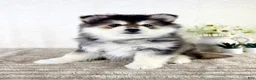 Pomsky dogs for sale: Frost - Ad 5