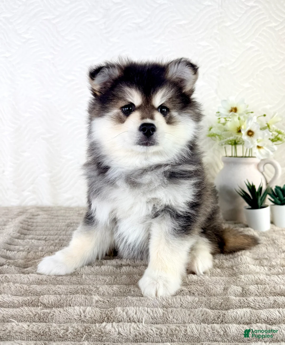 Pomsky dogs for sale: Frost - Ad 5