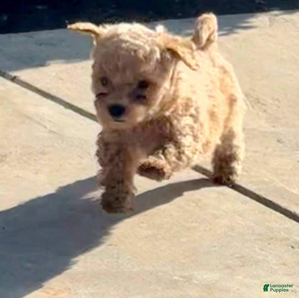 Toy Poodle dogs Tyson - Ad 7