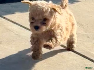 Toy Poodle dogs Tyson - Ad 7