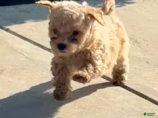 Toy Poodle dogs Tyson - Ad 22