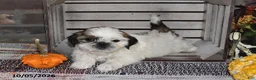 Shih Tzu dogs for sale: Donny - Ad 6