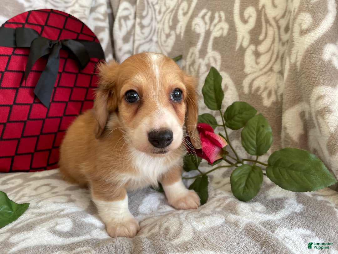 Miniature Dachshund dogs for sale: Blake - Ad 3