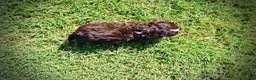 Havapoo dogs for sale: Jackson-LABOR DAY SALE-TAKE $100 OFF!!! - Ad 8