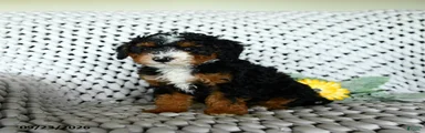 Greta 