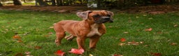 Boxer dogs for sale: Travis - Ad 6