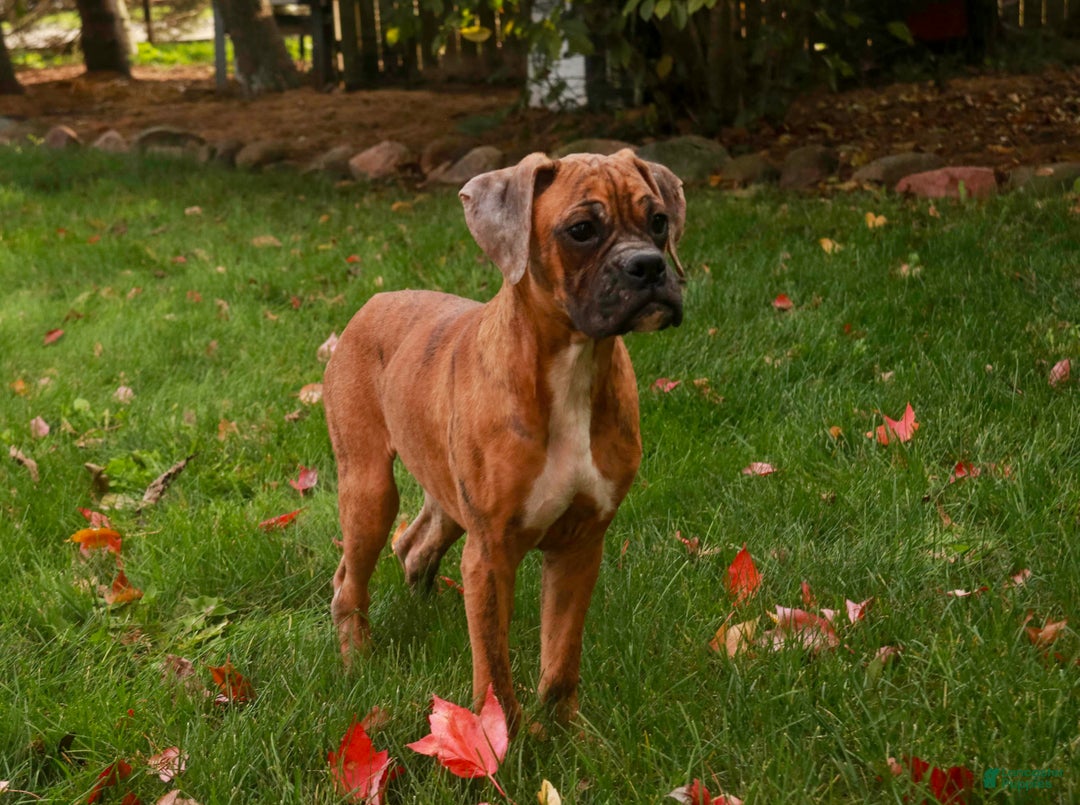 Boxer dogs for sale: Travis - Ad 6