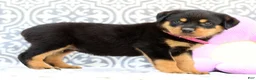 Rottweiler dogs for sale: Shirley - Ad 4