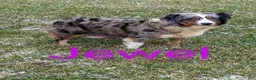 Miniature Australian Shepherd dogs for sale: River - Ad 9