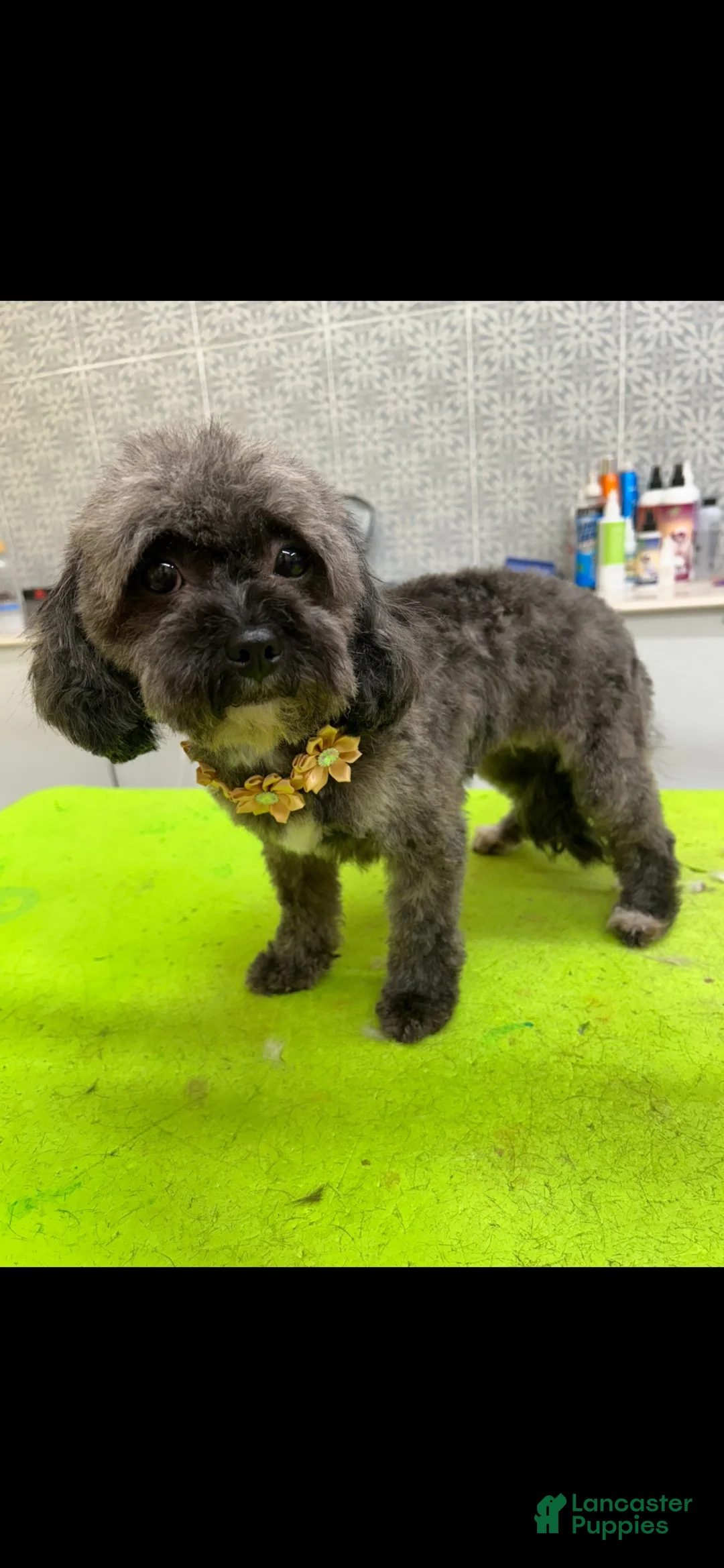 Cavapoo dogs for sale: Cavapoo 2 - Ad 12