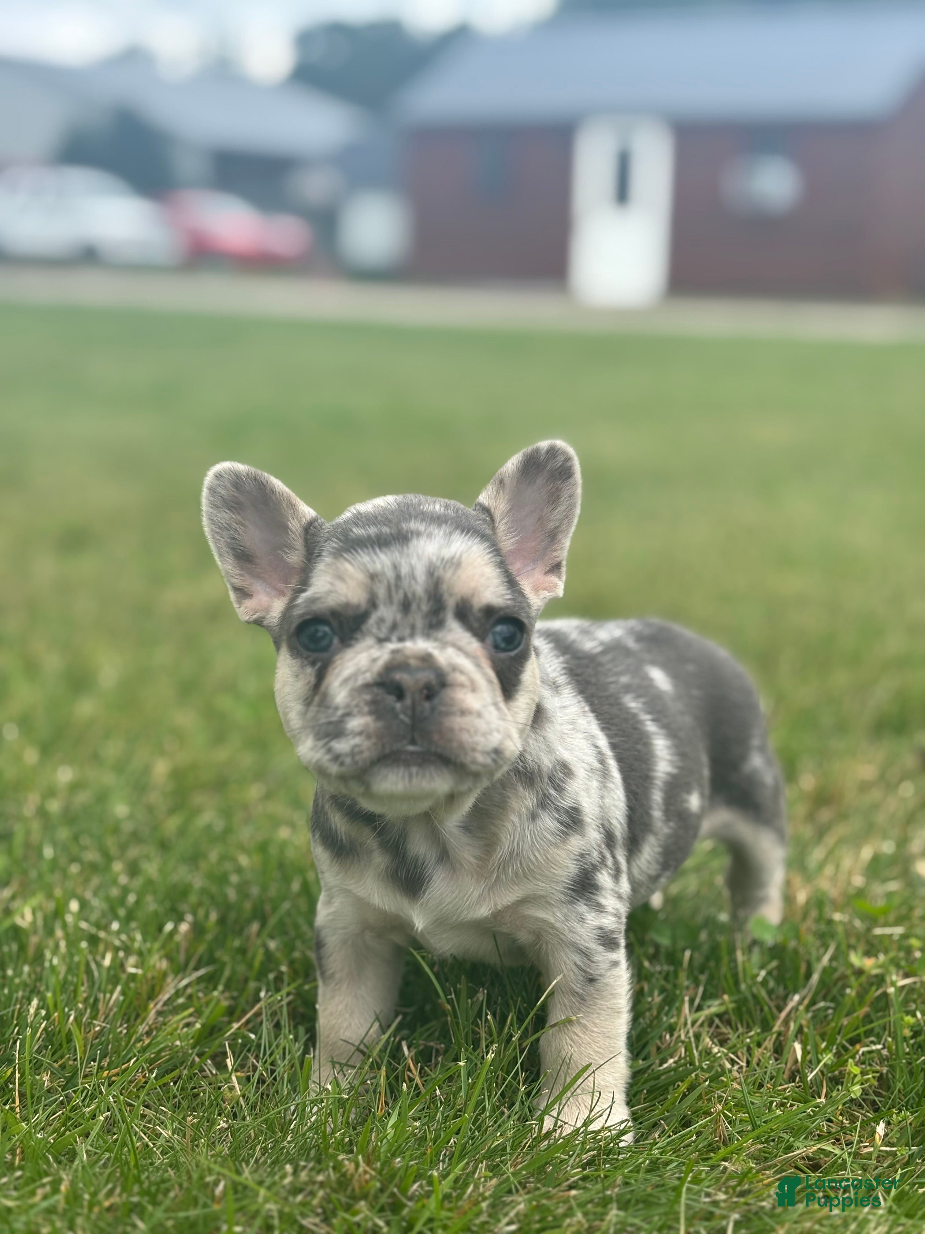 French Bulldog dogs Matt - Ad 2