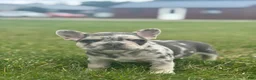 French Bulldog dogs for sale: Matt - Ad 2