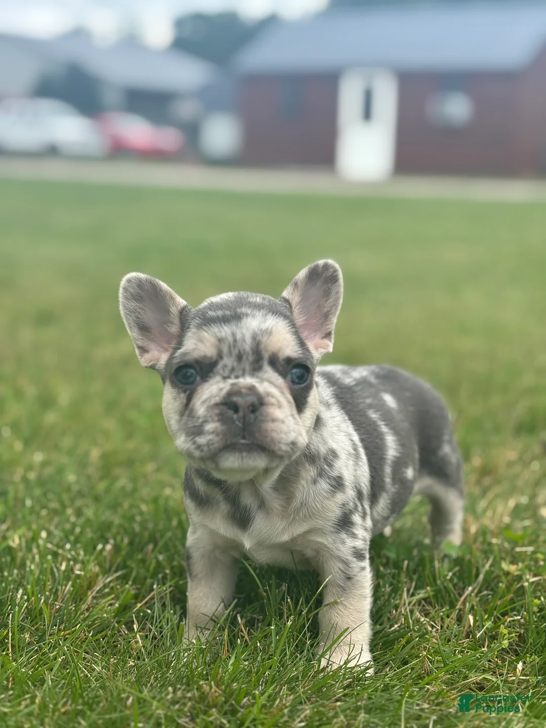 French Bulldog dogs for sale: Matt - Ad 2