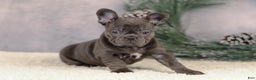 French Bulldog dogs for sale: Cami - Ad 2
