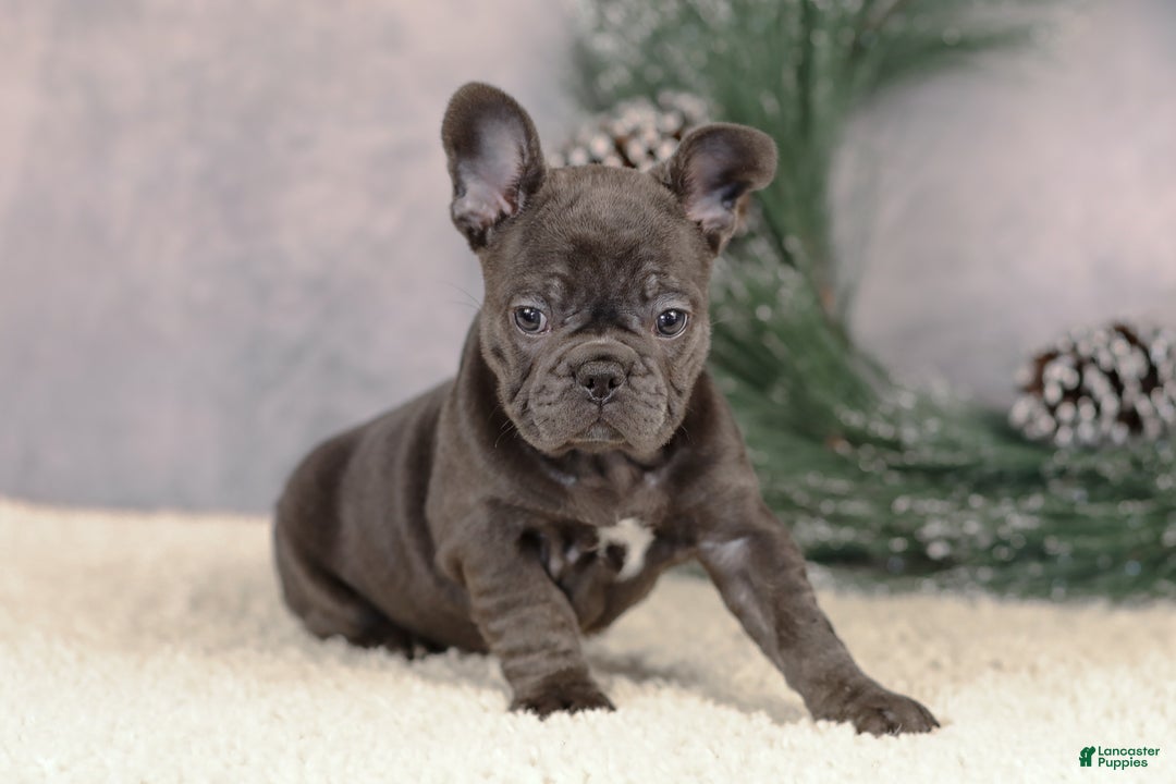 French Bulldog dogs for sale: Cami - Ad 2