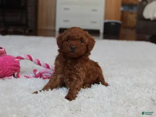 Toy Poodle dogs Melody - Ad 26