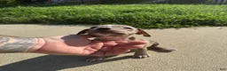 American Bully dogs for sale: Lily - Ad 7