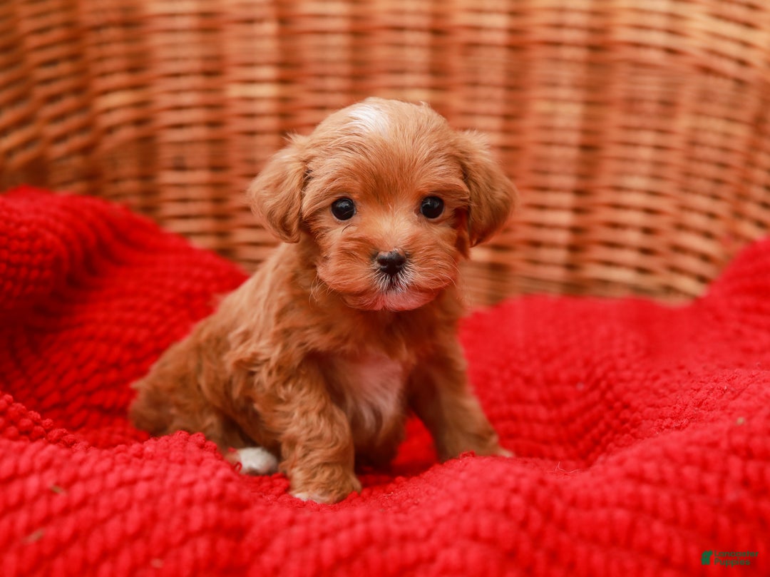 Havapoo dogs for sale: Bella - Ad 3