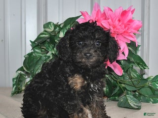 Miniature Poodle dogs for sale: Lenny - Ad 1