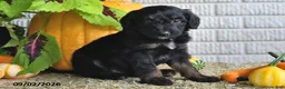 Mixed Breed dogs for sale: Teddy - Ad 1
