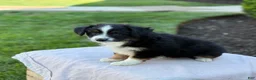 Miniature Australian Shepherd dogs for sale: Auggie - Ad 5