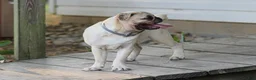Pug dogs for sale: Arlin Pug Puppy - Ad 5