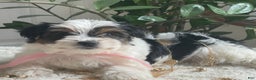 Biewer Terrier dogs for sale: Tessie - Ad 6