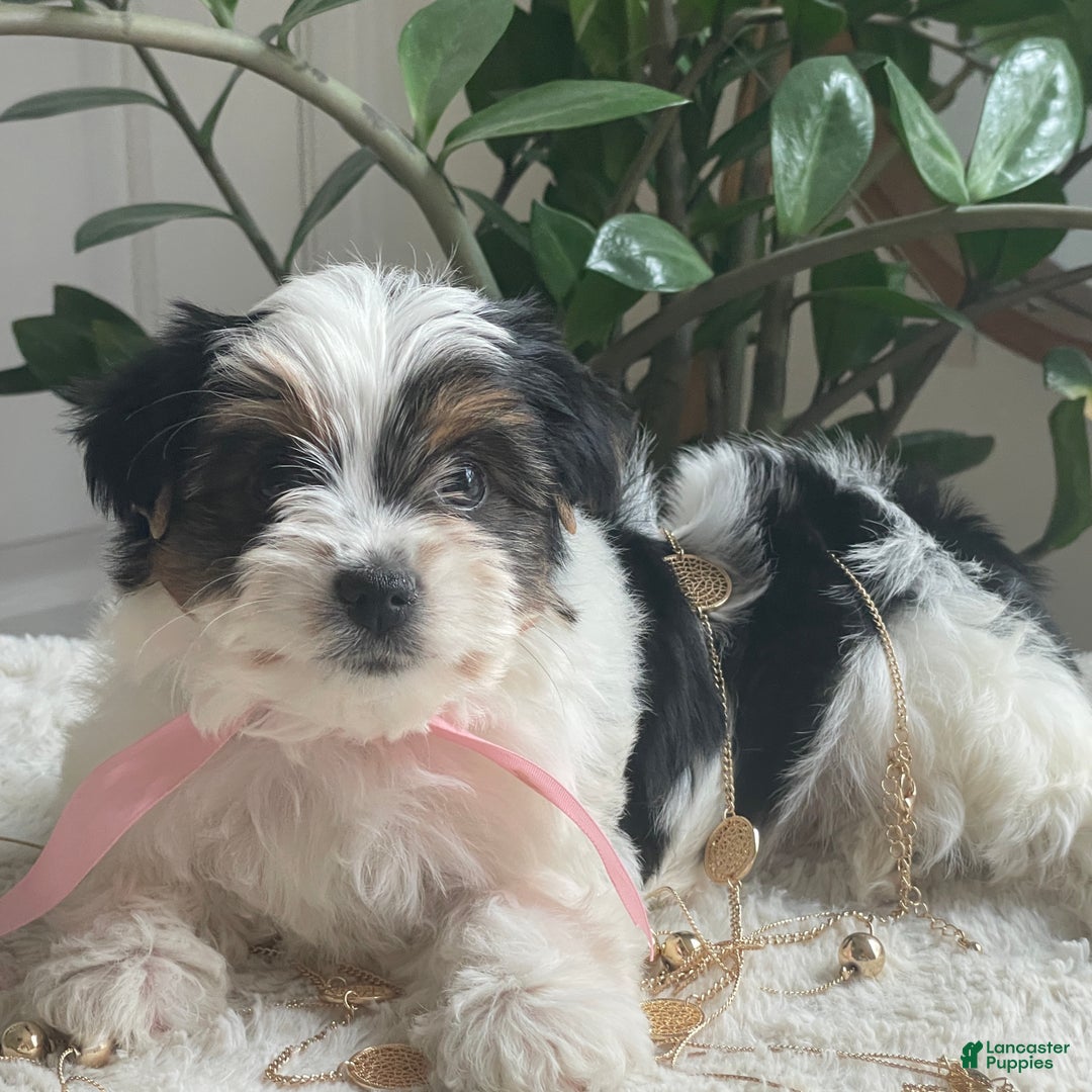 Biewer Terrier dogs for sale: Tessie - Ad 6