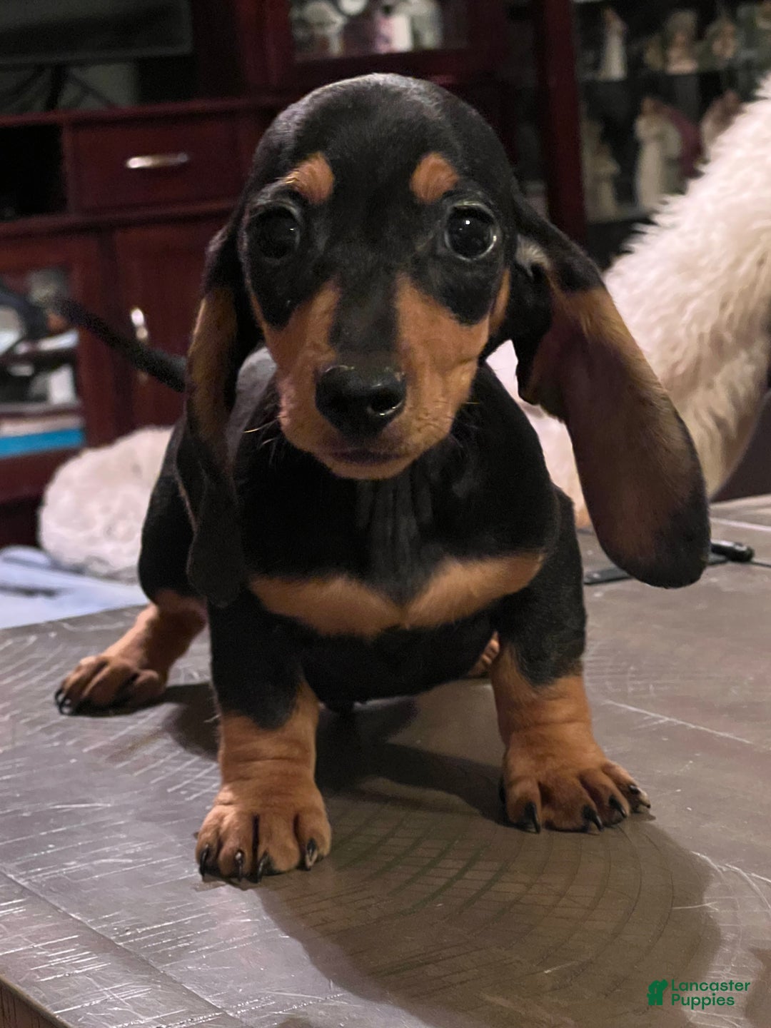 Miniature Dachshund dogs for sale: AKC am red ch - Ad 13