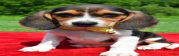 Beagle dogs for sale: Hector - Ad 7